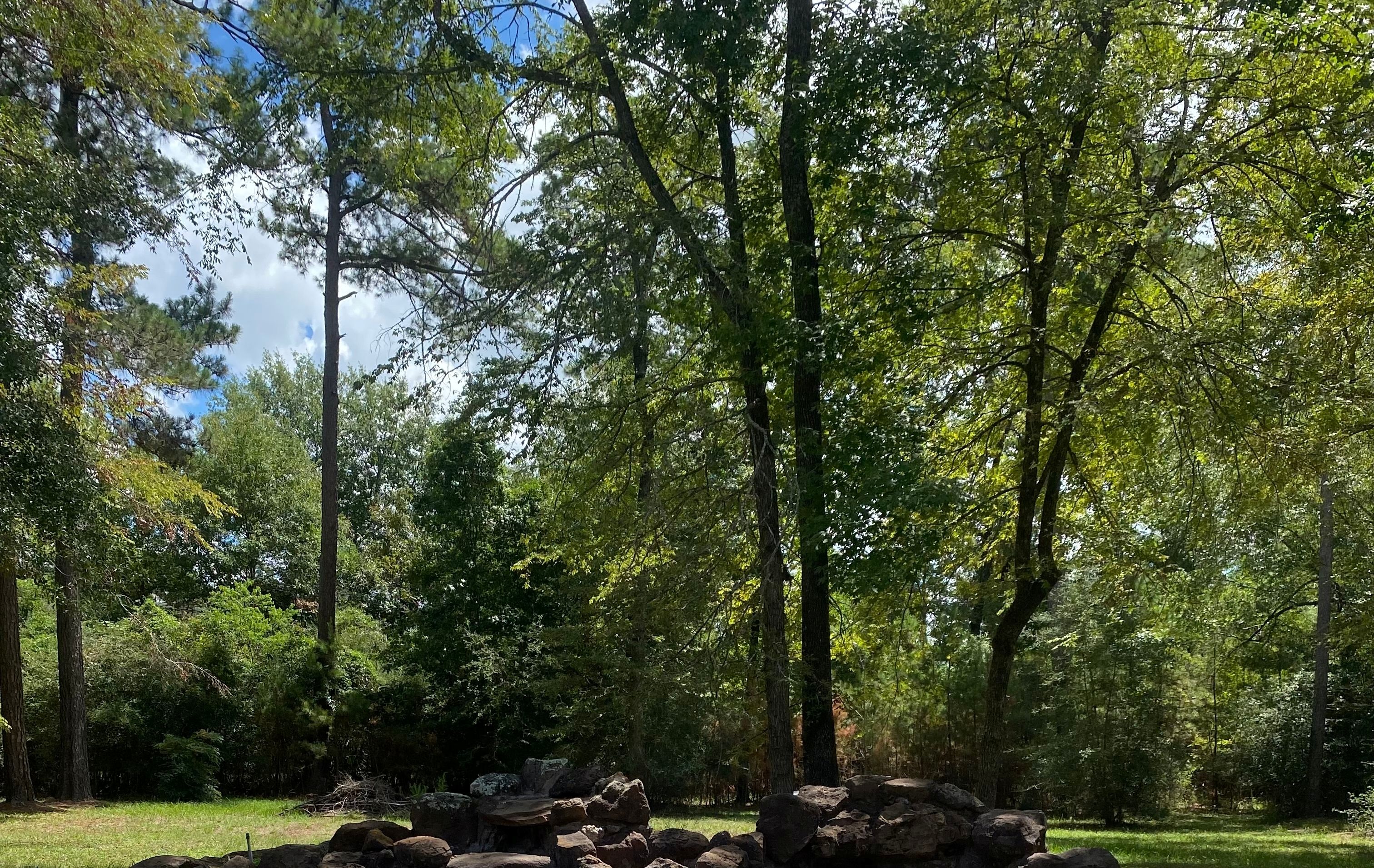 Magnolia Shutterstock 2288115485